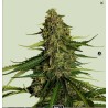 GAIA F1 · Royal Queen Seeds · kaufen cannabis samen · AutoFem