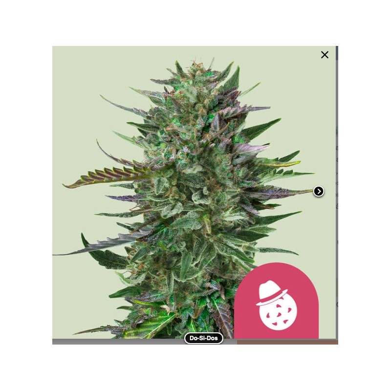 DO-SI-DOS · Royal Queen Seeds · semi di canapa indiana · Fem