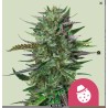 DO-SI-DOS · Royal Queen Seeds · semi di canapa indiana · Fem
