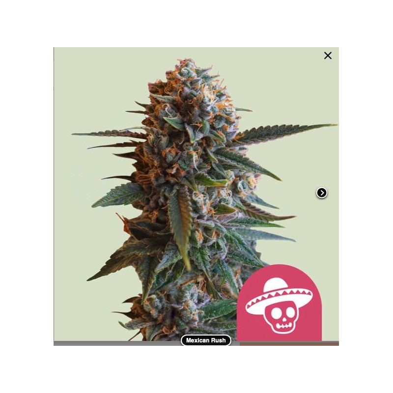 MEXICAN RUSH · Royal Queen Seeds · semi di canapa indiana · Fem