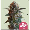 MEXICAN RUSH · Royal Queen Seeds · sementes de maconha · Fem