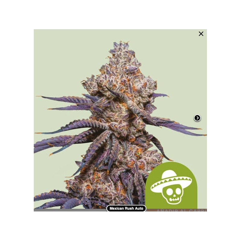 MEXICAN RUSH AUTO · Royal Queen Seeds · sementes de maconha · AutoFem