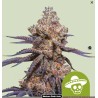 MEXICAN RUSH AUTO · Royal Queen Seeds · semi di canapa indiana · AutoFem