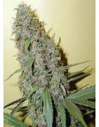 Tipi Di Marijuana CHEESE
