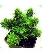 Autofloraçao feminizada