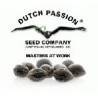 Dutch Passion
