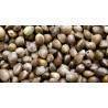 Dr Green Seeds BULK